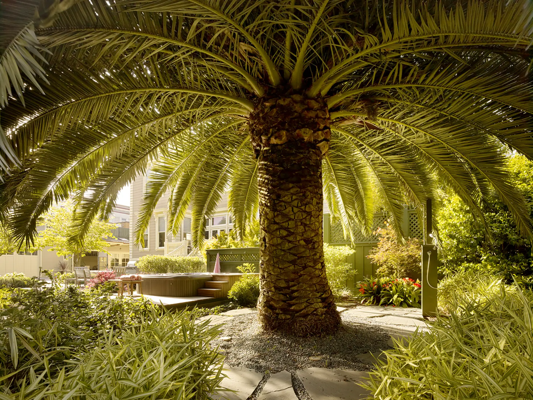 image of butler-armsden-carriage-house-backyard-palm-tree.jpg